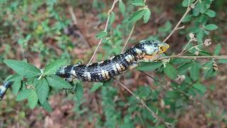 Abronia taeniata [upl. by Adok]