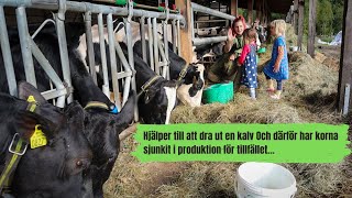 Hjälper till att dra ut en kalv amp korna har sjunkit i produktion för tillfället … [upl. by Renruojos]