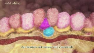 The Control of Breast Stem Cells 2010 by Etsuko Uno wehitv [upl. by Jehial]