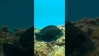 Sergeant Major amp Surgeonfish  SWARA Dolphin Reef artificialreef reeffish dolphinreef [upl. by Tamiko]