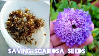 Collecting seeds of Scabiosa pincushion flowers  How to harvest Scabiosa seeds [upl. by Wilhelmina]