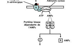 Lipolyse Oxydation Lipoprotéines partie 1 [upl. by Ailadi]