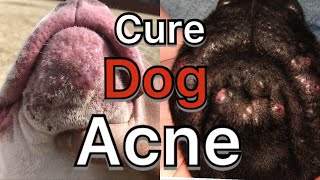 How to treat dog Acne pimples hot spots and dog allergies acne at home treatment  8 easy ways [upl. by Leduar]