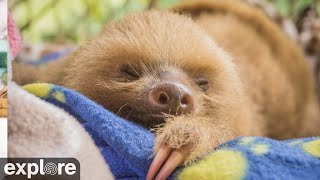 Sloth TV powered by EXPLOREorg [upl. by Akkina]