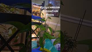 Epipremnum Pinnatum Neon Epipremnum beginnerplants indoorplants houseplant plant [upl. by Destinee]