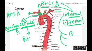 Branches of dorsal aortae amp Aorta amp Vena cavalec23 [upl. by Finbar]