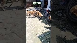 dog dogfights dogfight dogfunnyshortsshortvideoshortsvideotrendingtrendingshortsviralvideo [upl. by Eihpos]