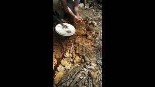 Detecting Bendigo Whipstick  10 gram gold nugget [upl. by Malina479]