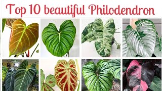 Top 10 Beautiful Philodendrons You Must Have indoorplants [upl. by Ellerehc]