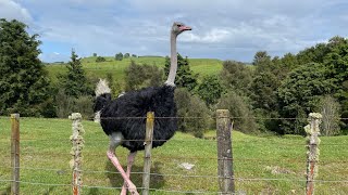 Te Araroa Day 56  10411069 kms  Taumarunui to Owhango [upl. by Shaylyn]