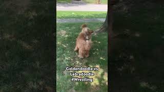 Goldendoodle vs Labradoodle goldendoodle labradoodle doodle [upl. by Barbuto659]