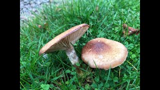 October Wild Mushrooms The More You Learn The Less You Know [upl. by Liahcim401]