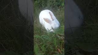 RUN кролик pets rabbit animals [upl. by Elsey]