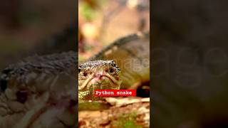 phython deadly snake l wildlife video africa hindi documentary wildlife touch channel [upl. by Drof]