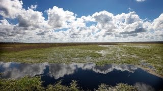 Florida Travel Visit Paynes Prairie Preserve State Park [upl. by Critchfield]