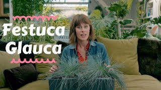 Festuca Glauca  Top Outdoor Plants 🎋 [upl. by Sergio]