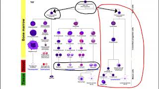 Leukopoiesis and Leukemia Overview [upl. by Zahc865]