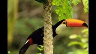 Sounds of Nature Amazon Rainforest [upl. by Nonrev676]