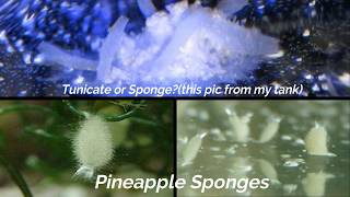 Reefer 350 Update  Spirorbid Worms and Pineapple Sponges [upl. by Weisler]