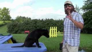 Training Your Labrador Retriever Puppy Part One [upl. by Helbonnah]