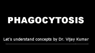 Phagocytosis  Phagocytosis Mechanism  Phagocytosis In Hindi  Pathology Lectures [upl. by Inanuah815]