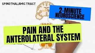 2Minute Neuroscience Pain and the Anterolateral System [upl. by Brouwer]