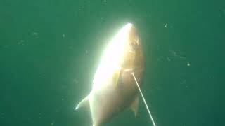 spearfishing Manzanillo MEDREGAL [upl. by Lenoyl832]