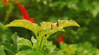 Tecomaria capensis plant and its flower leaves [upl. by Olrac]