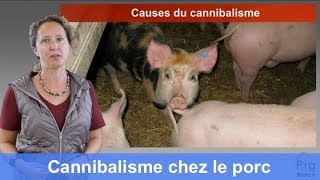 Le cannibalisme chez le porc  Causes et prévention tutoriel PigWatch avec Barbara Früh [upl. by Nazario466]