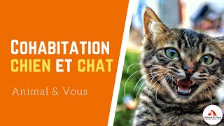 Faire cohabiter chien et chat [upl. by Sevein]