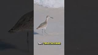 The sandpiper world usa uk nature [upl. by Noelc291]