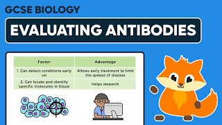 Evaluating Monoclonal Antibodies  GCSE Biology [upl. by Nido927]