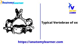 Typical vertebra of ox  Osteological Features with Labeled Diagram [upl. by Lloyd]