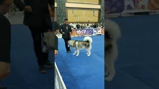 Dogshow jackabee dogshow dog dogs doglover anjing videodog beagle puppies jackrussell [upl. by Foster]