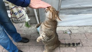 Tabby cat meowing so cute for food and love [upl. by Blain424]