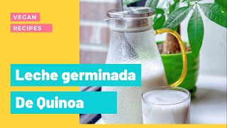 Como hacer leche vegetal de Quinoa germinada y Cañamo [upl. by Ahsii]