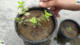 HOW TO GROW CRASSULA SARMENTOSA VARIEGATA PLANT  CARE  PROPAGATION  SUCCULENT PLANT [upl. by Suinotna]