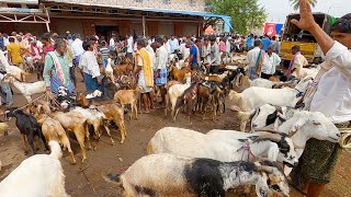 Rate of Goats in Tumkur market  ಕ್ಯಾತ್ಸಂದ್ರ ಸಂತೆ [upl. by Staffard]