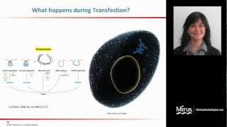 Transfection 101 [upl. by Tatiana]