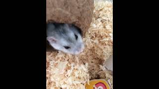 Top 8 best hamster cages of 2023 [upl. by Cordy678]