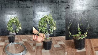 Turn Your Ivy into ART This Simple Trick Creates STUNNING Topiaries You Wont Believe How Easy [upl. by Ecilegna]