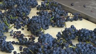 Vendanges 2018 en Bourgogne  un excellent millésime sannonce [upl. by Hpotsirhc]