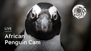 Live African Penguin Cam  Monterey Bay Aquarium [upl. by Jessa293]