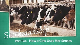 Stockmanship Part 2 How a Cow Uses Her Senses [upl. by Jenkel]