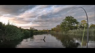 Epic Battle with Large Brown Trout [upl. by Auqinehs]