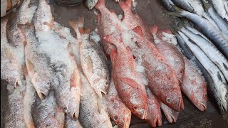 Fish Rates update on 19th Sep 2022 Karachi Fishery Market [upl. by Silra]