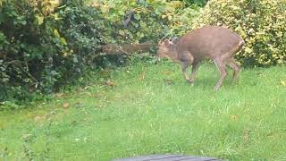 Muntjac Deer in Prestwood Back garden [upl. by Airdua]