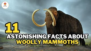 11 Facts About Woolly Mammoths  Mythosfact [upl. by Ainerbas]