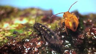 Elongated springtail meets globular relative [upl. by Rodrigo]