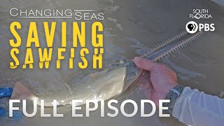 Saving Sawfish  Full Episode [upl. by Cazzie671]